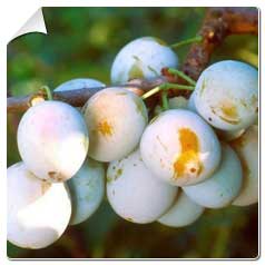 Ameixeiras arvores frutiferas